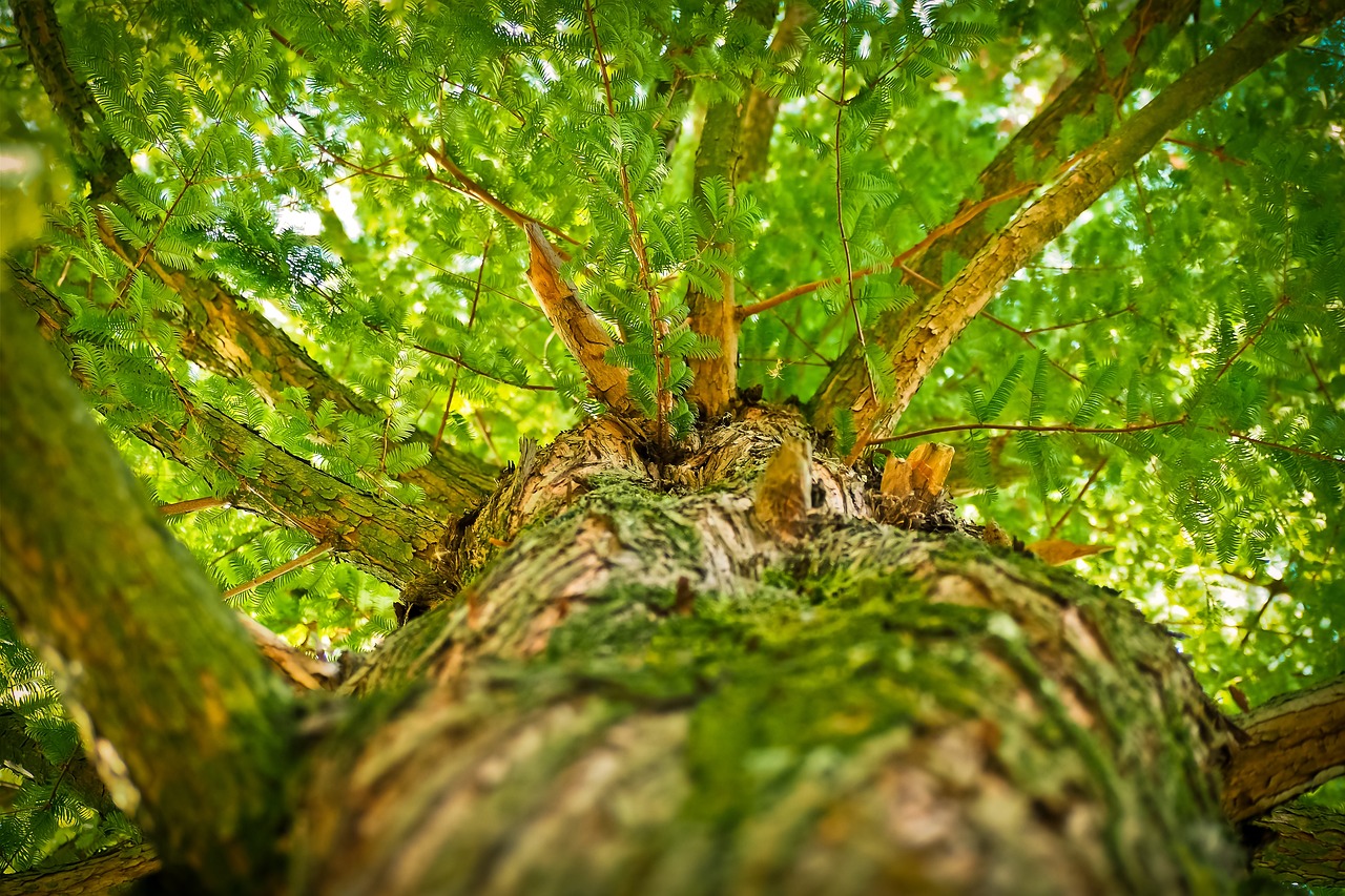 tree, branches, leaves-1750784.jpg